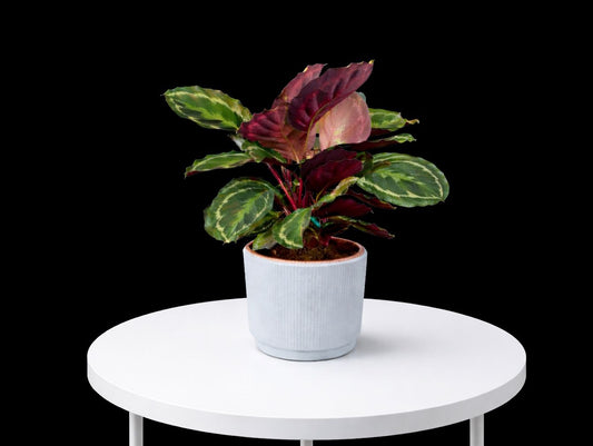 Calathea Medallion medium size in Textured Ceramic Pot