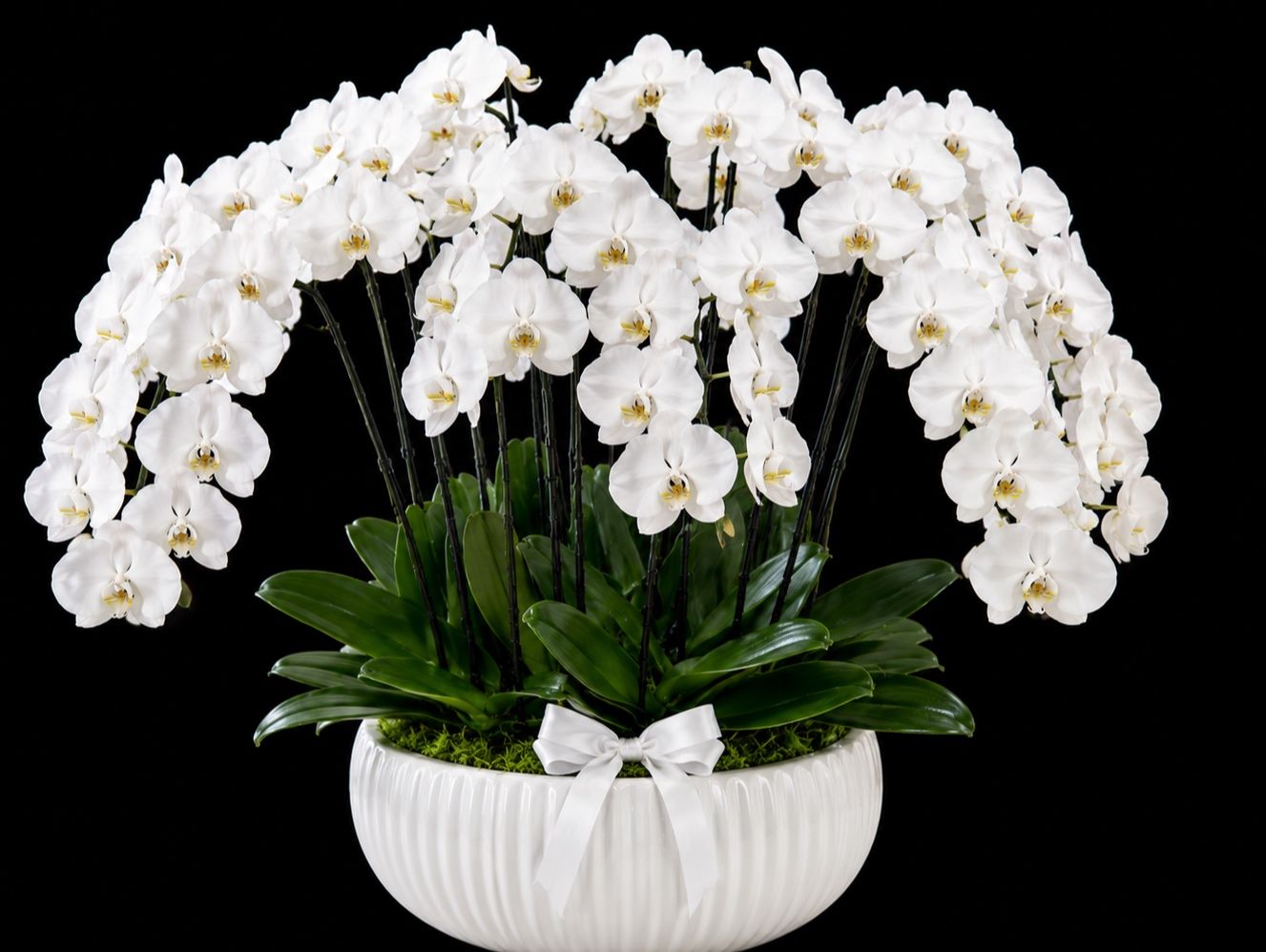Mini White Orchid Elegance – 12 Stem