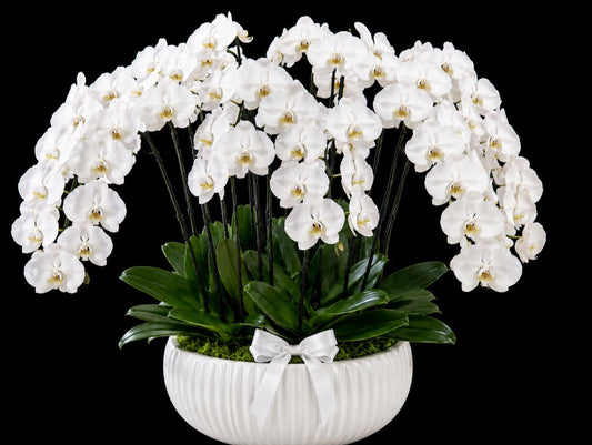 Mini White Orchid Elegance – 12 Stem